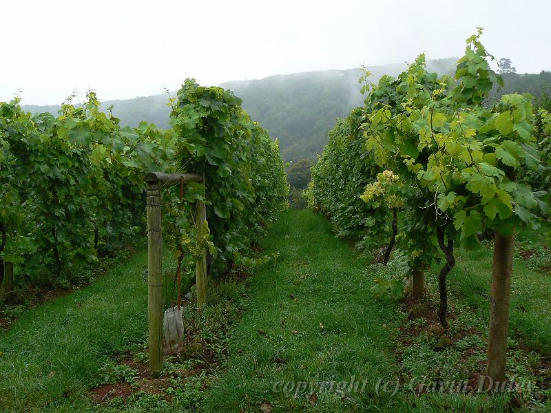 Vineyard, Sharpham Estate P1120524.JPG